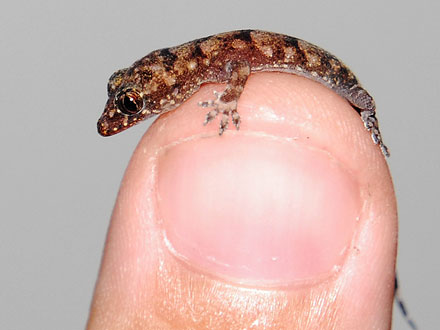 lagartixa-domestica-03