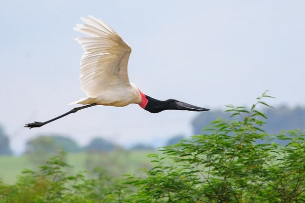 Foto 3 – Tuiuiú, espécie exclusiva de pantanal.