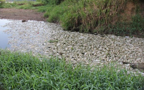 Fonte da imagem: http://ultimosegundo.ig.com.br/brasil/sp/2014-02-13/milhares-de-peixes-mortos-sao-retirados-do-rio-piracicaba-no-interior-de-sp.html