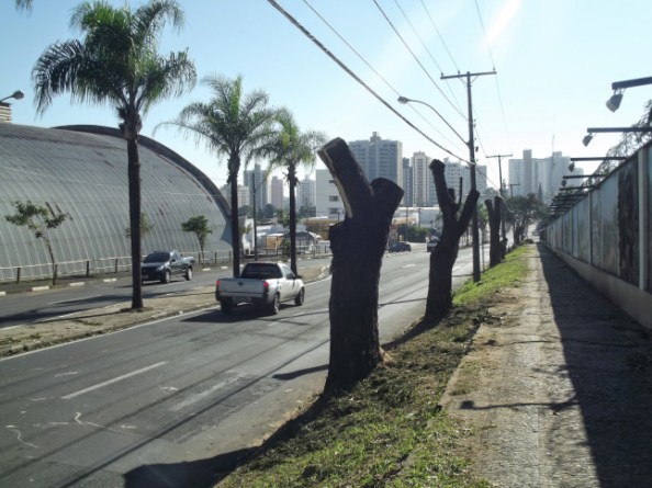 árvores de piracicaba