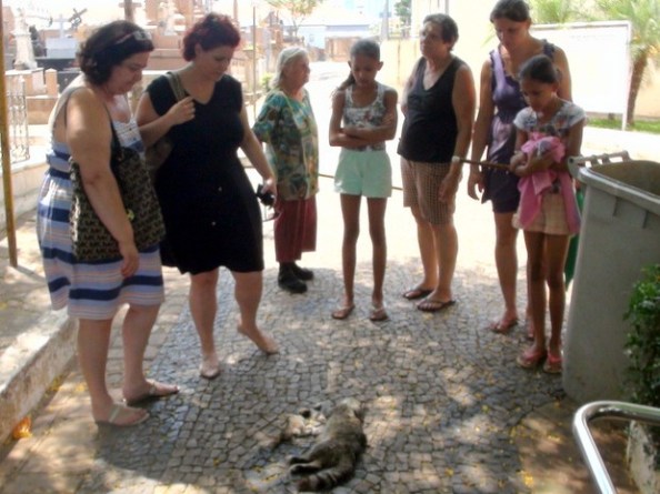 Fonte:  http://g1.globo.com/sp/piracicaba-regiao/noticia/2014/10/em-5-dias-25-gatos-sao-encontrados-mortos-em-cemiterio-de-piracicaba.html. Foto: Eduardo Martins EPTV