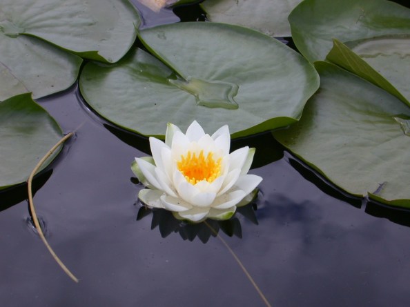 lotus_flower-loto
